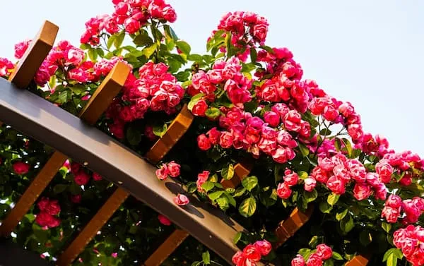 Плетистые розы, которые выживут в холоде