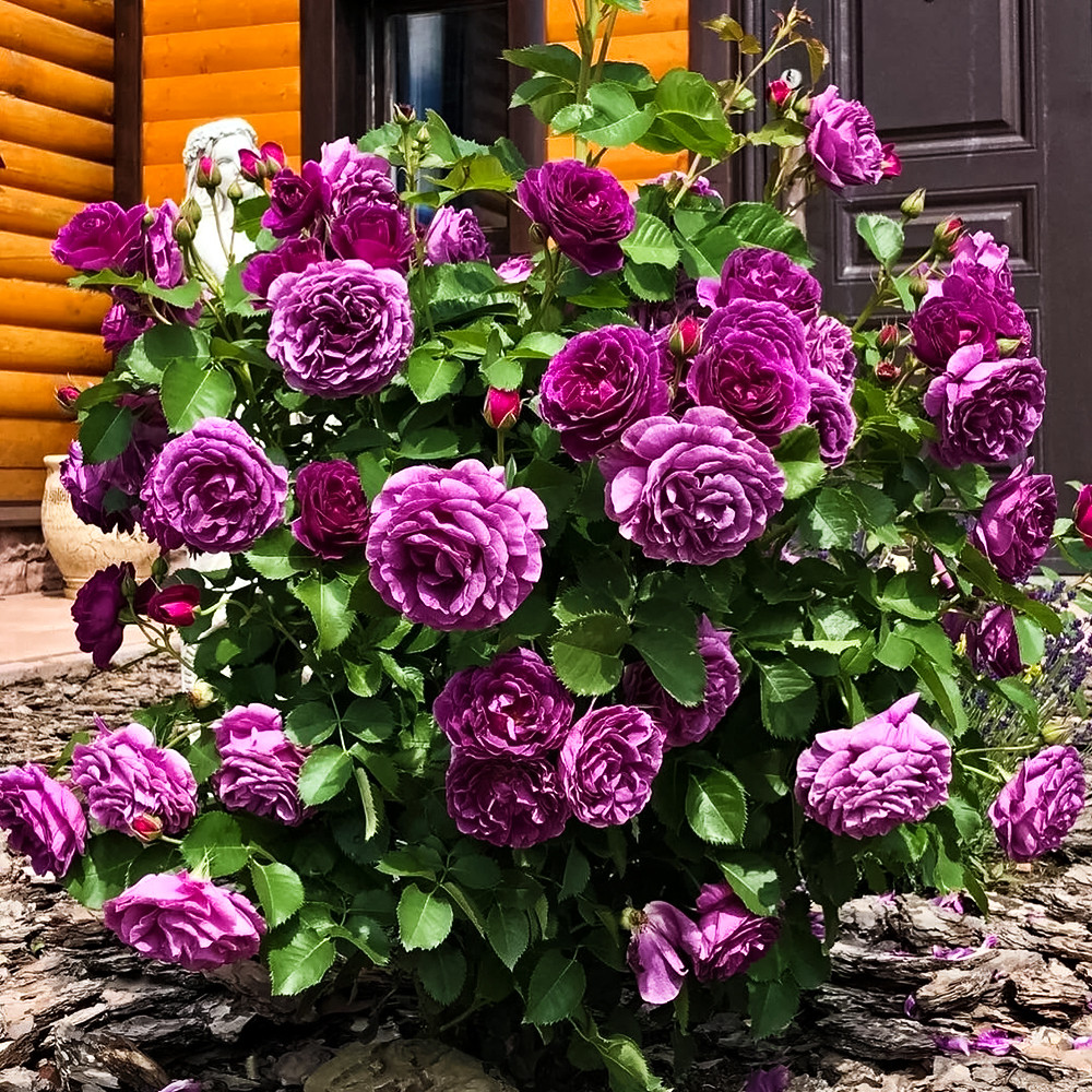 Роза флорибунда Минерва № 1