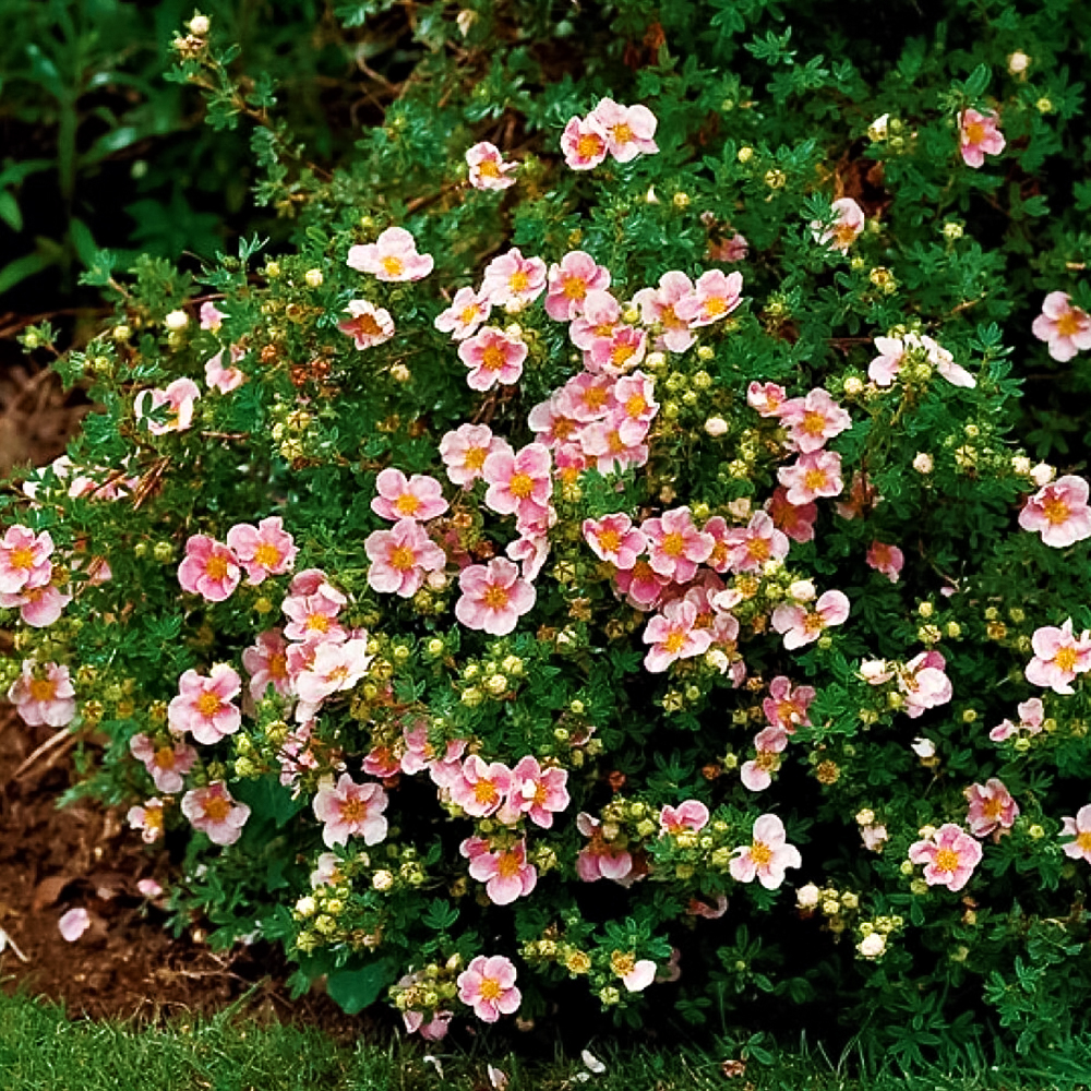 Лапчатка кустарниковая Пинк Парадайз № 1