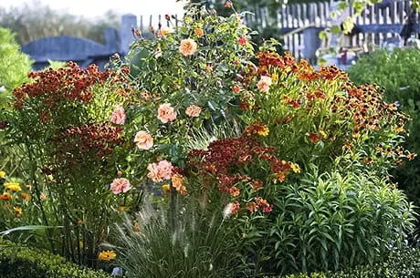 Элегантные и пушистые: ТОП-5 сортов роз шрабов