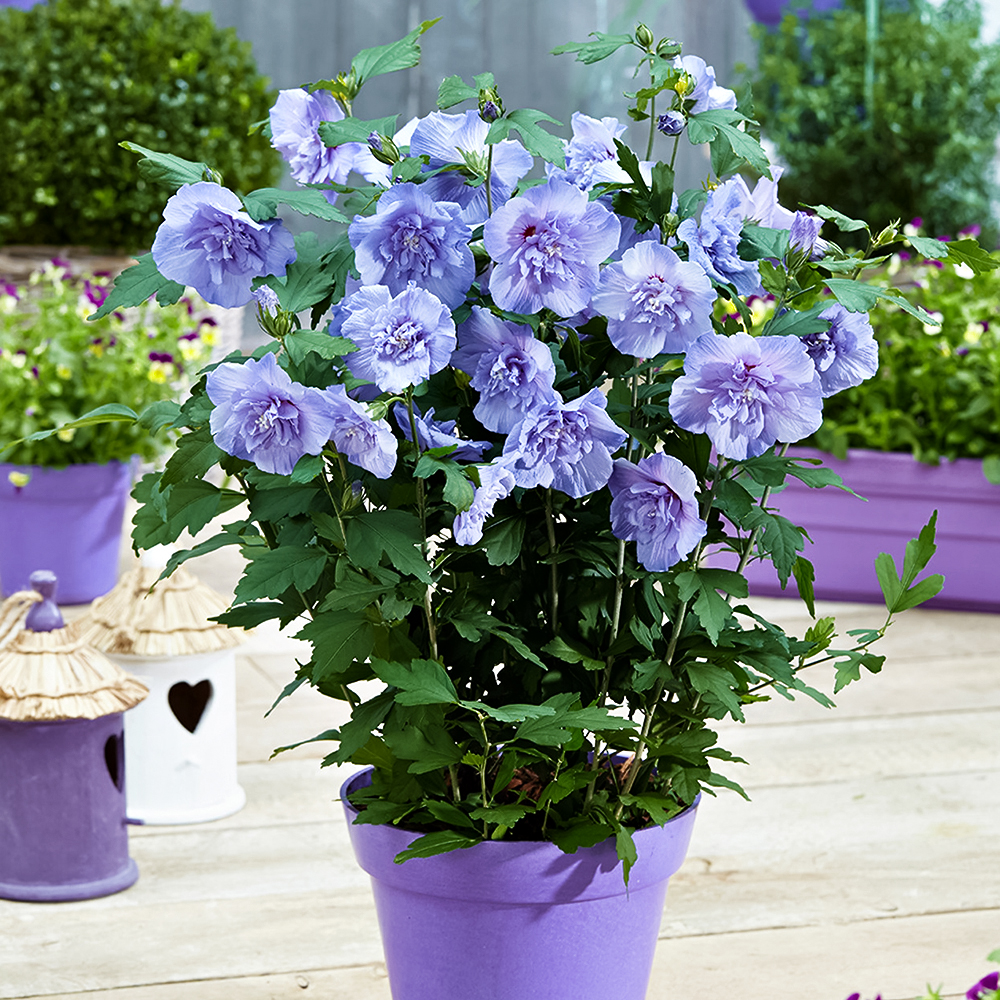 Гибискус сирийский Блю Шифон № 1