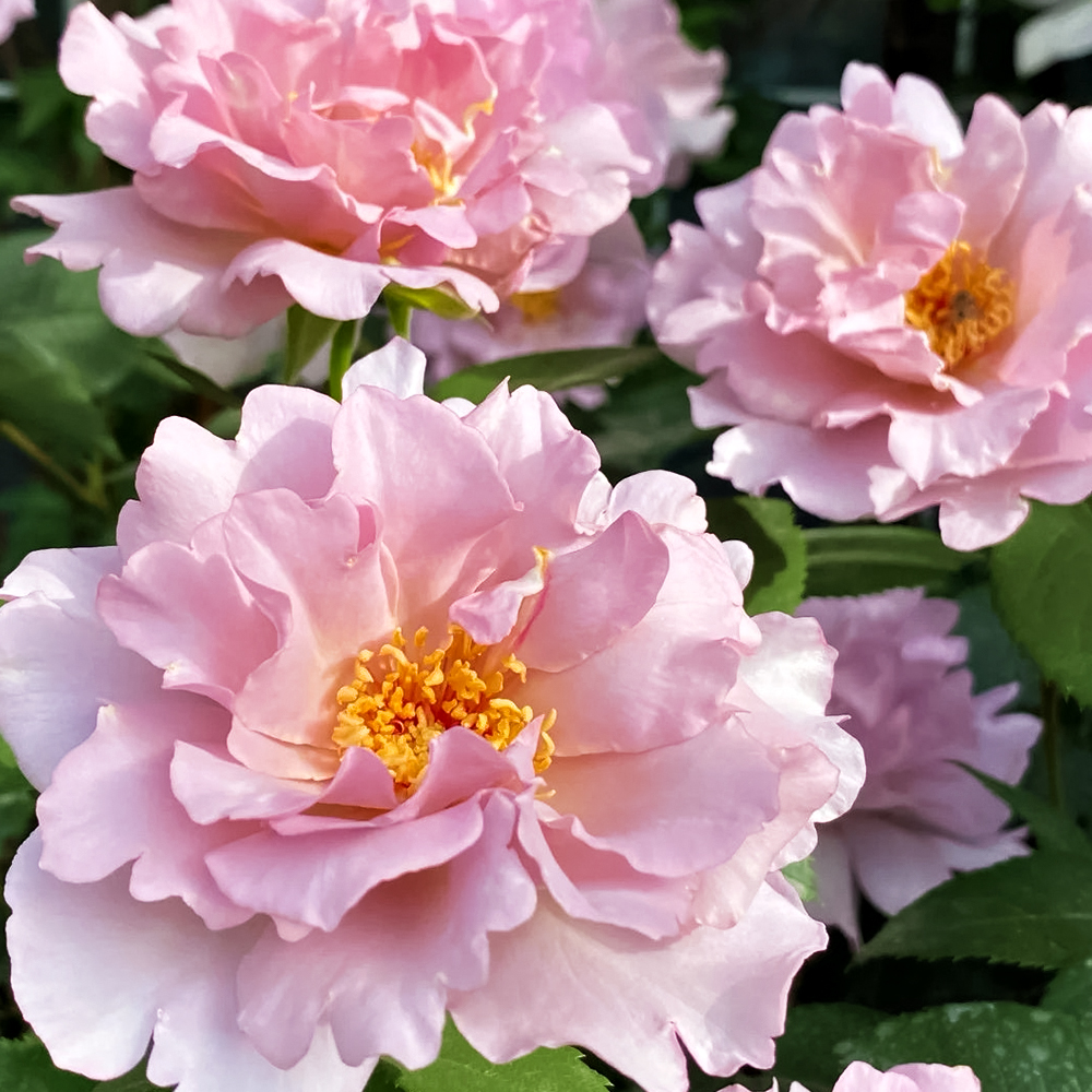 Роза флорибунда японская Кутюр Роз Тилия № 1