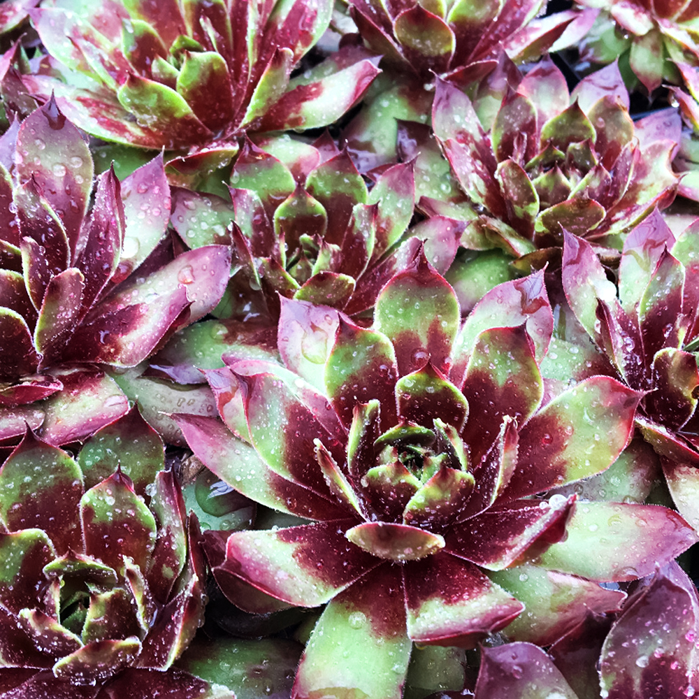 Молодило Киллер № 1