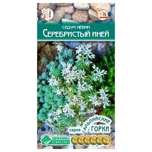 Седум (очиток) Серебристый иней Евросемена