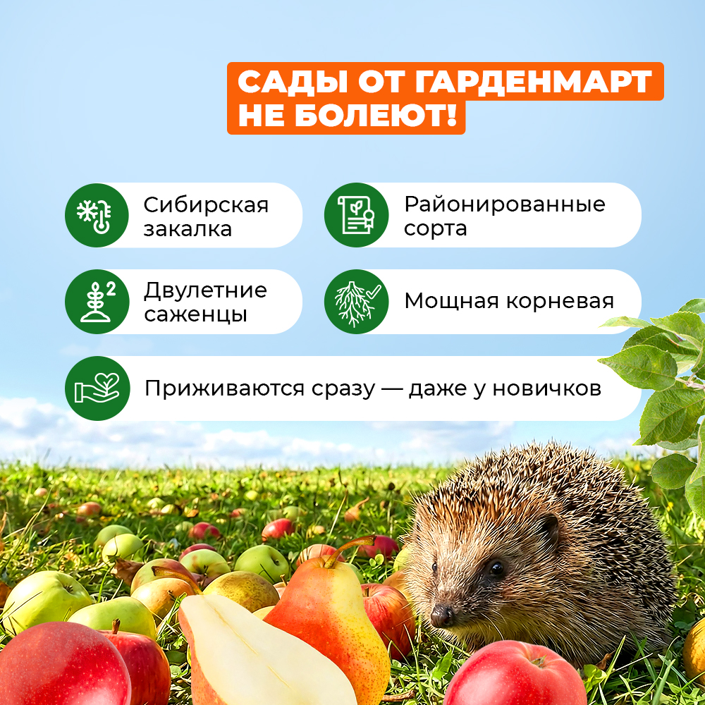 Малина крупноплодная для редкого полива Соколица