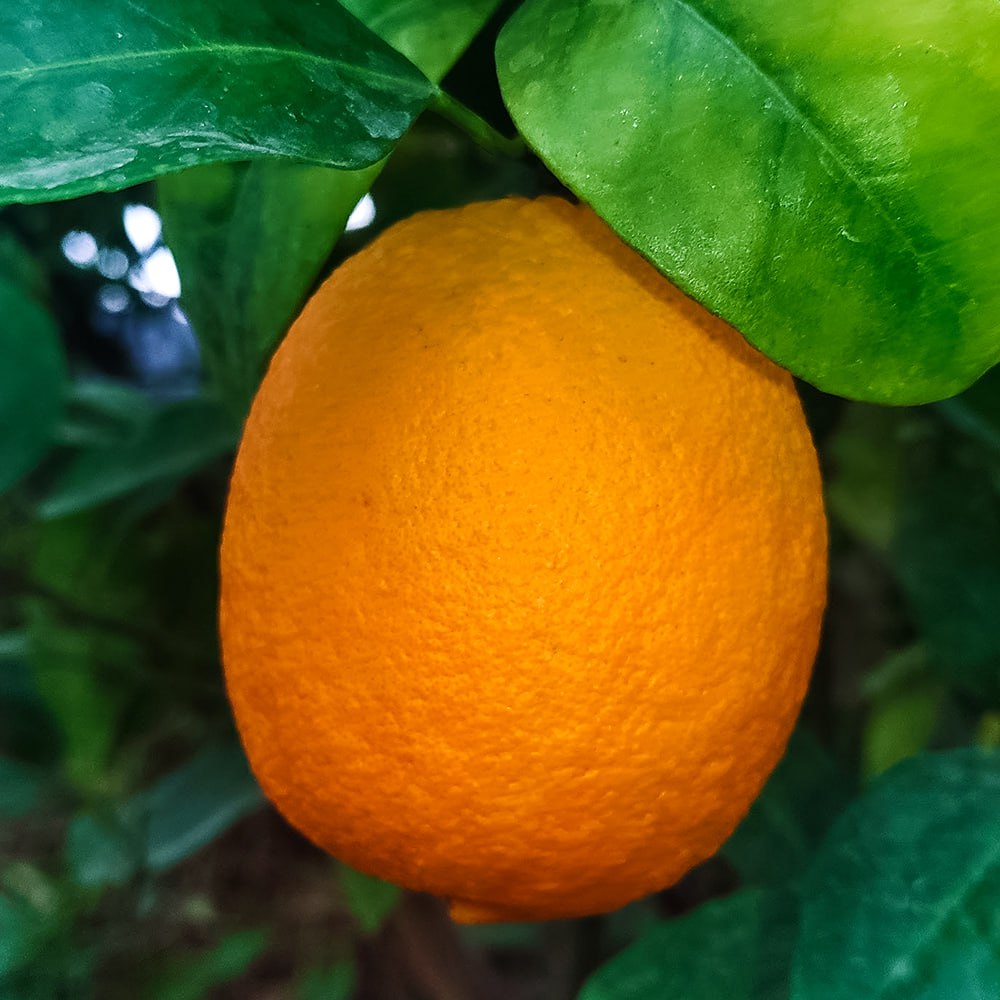 Апельсин комнатный для начинающих Сангвинелли