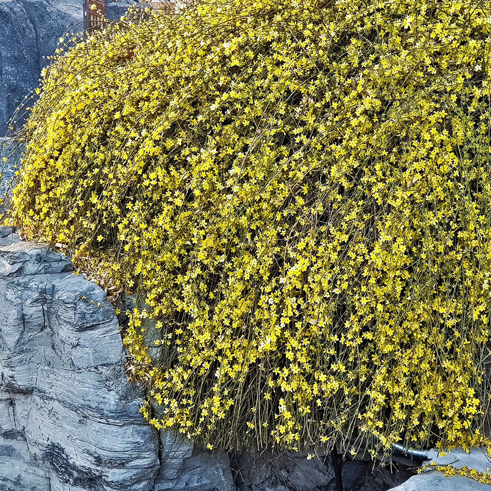 Жасмин голоцветковый № 1