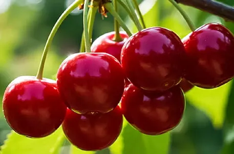 Как вырастить черешню в Сибири: выбираем правильные сорта