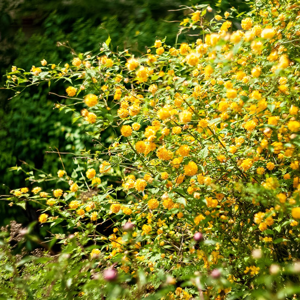 Керрия японская Пленум (Пленифлора)