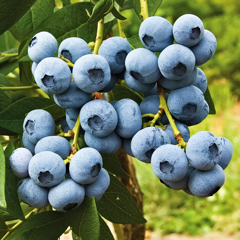 Голубика высокорослая Калипсо № 1