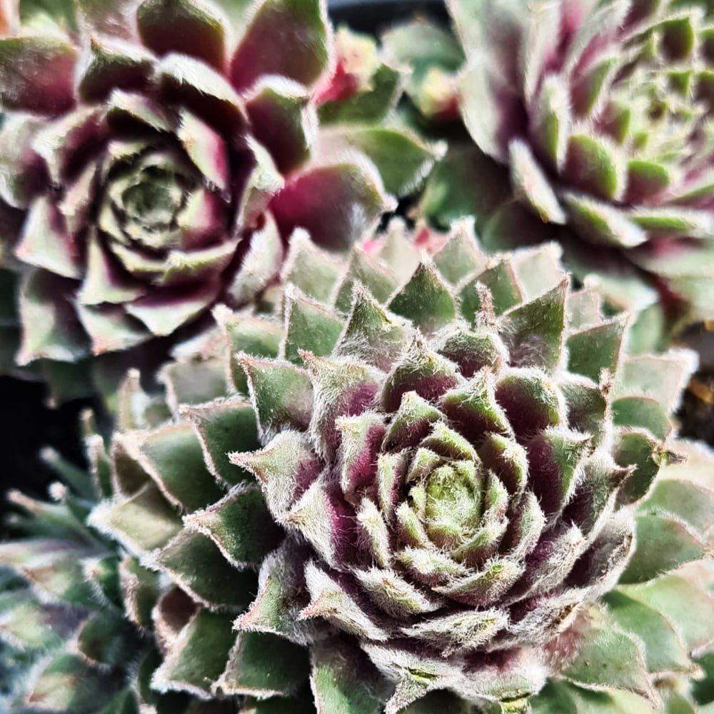 Молодило Роза Медхен № 1