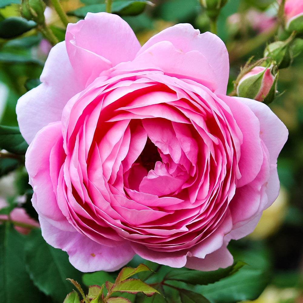 Роза английская с крепким иммунитетом Алан Титчмарш № 1