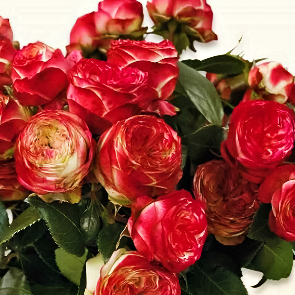 Роза спрей малошипная Латин Помпон