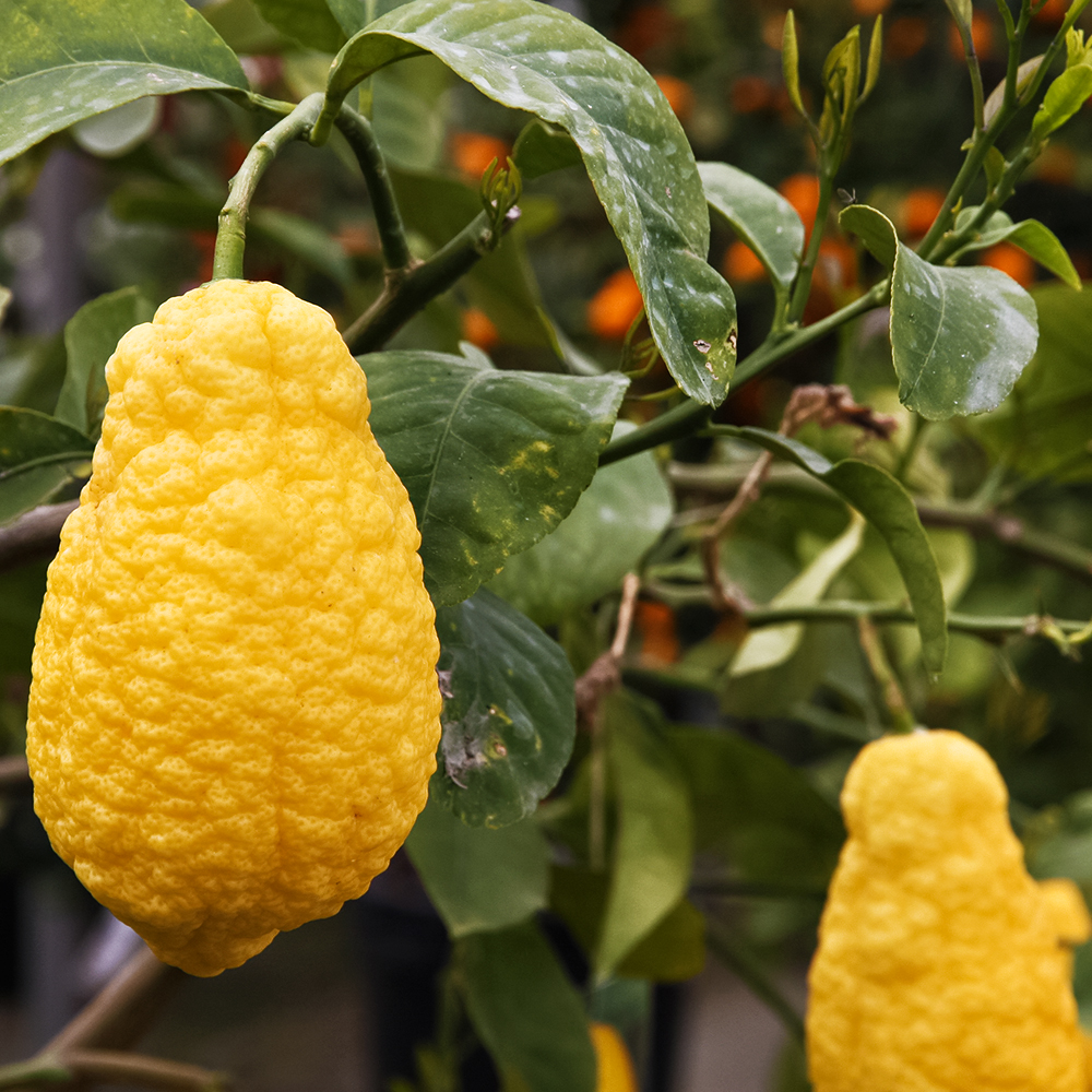 Цитрон комнатный Пиретто