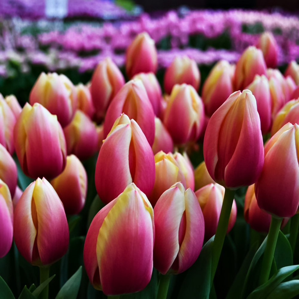 Тюльпан Дарвина Рашн Принцесс № 1