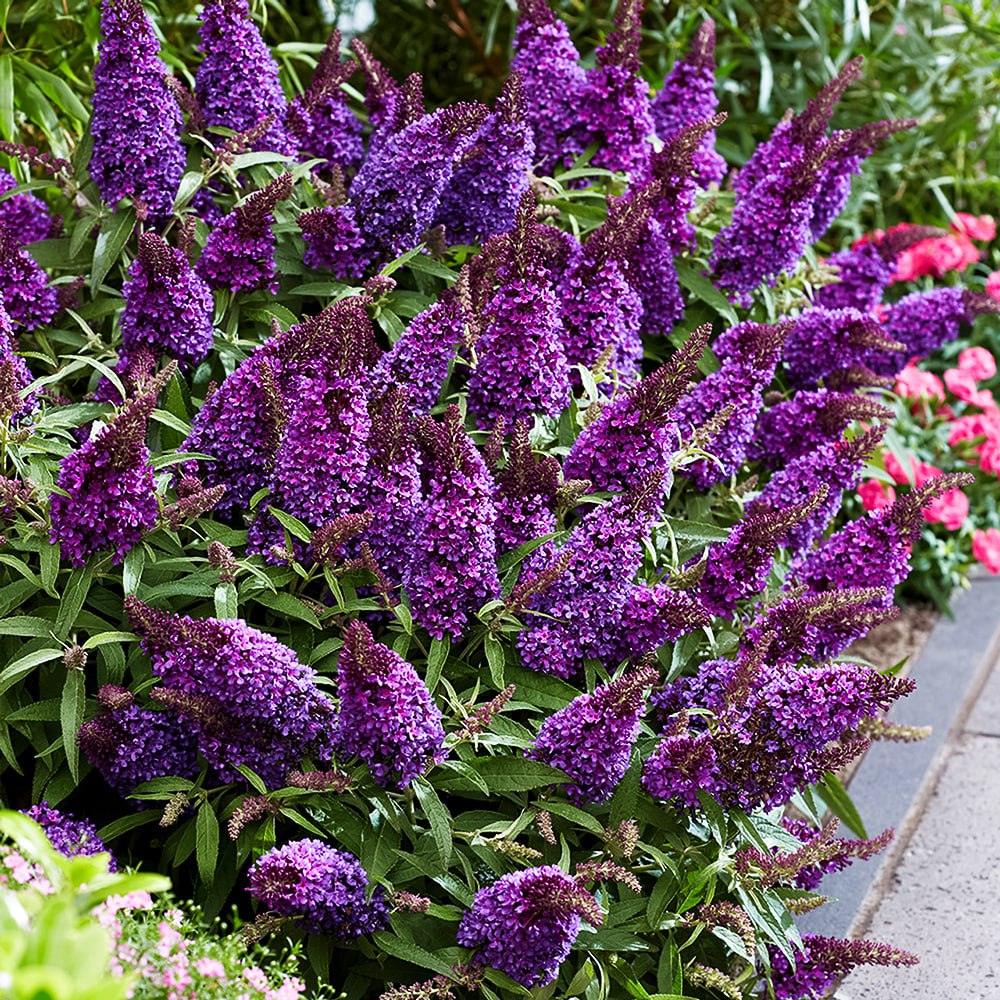 Буддлея Давида Баттерфляй Канди Литтл Пурпл № 1