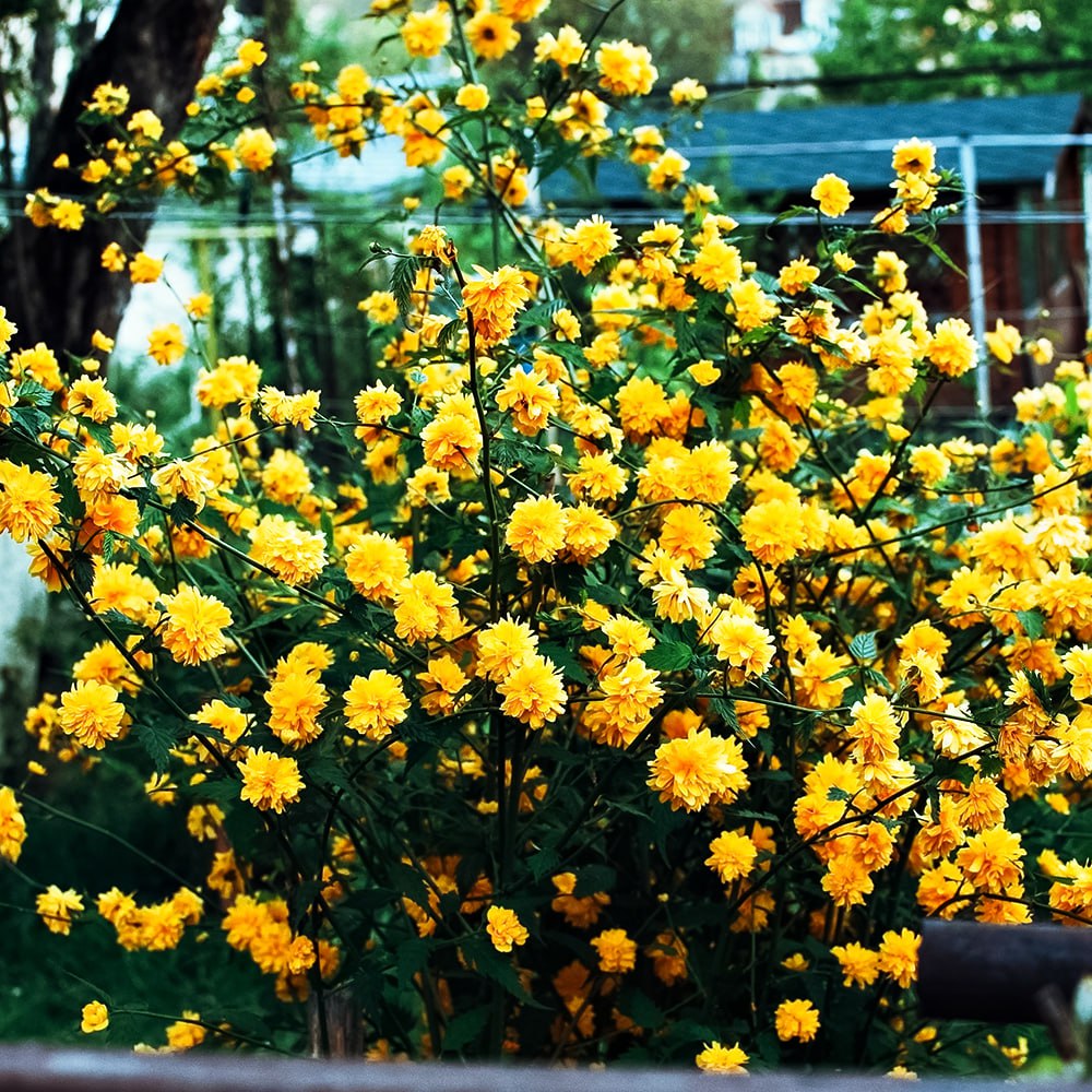 Керрия японская Пленум (Пленифлора) № 1