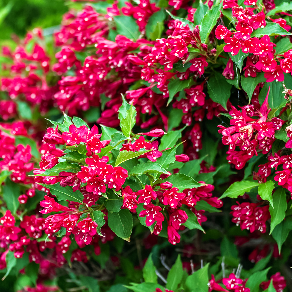 Вейгела цветущая Ред Принц № 1