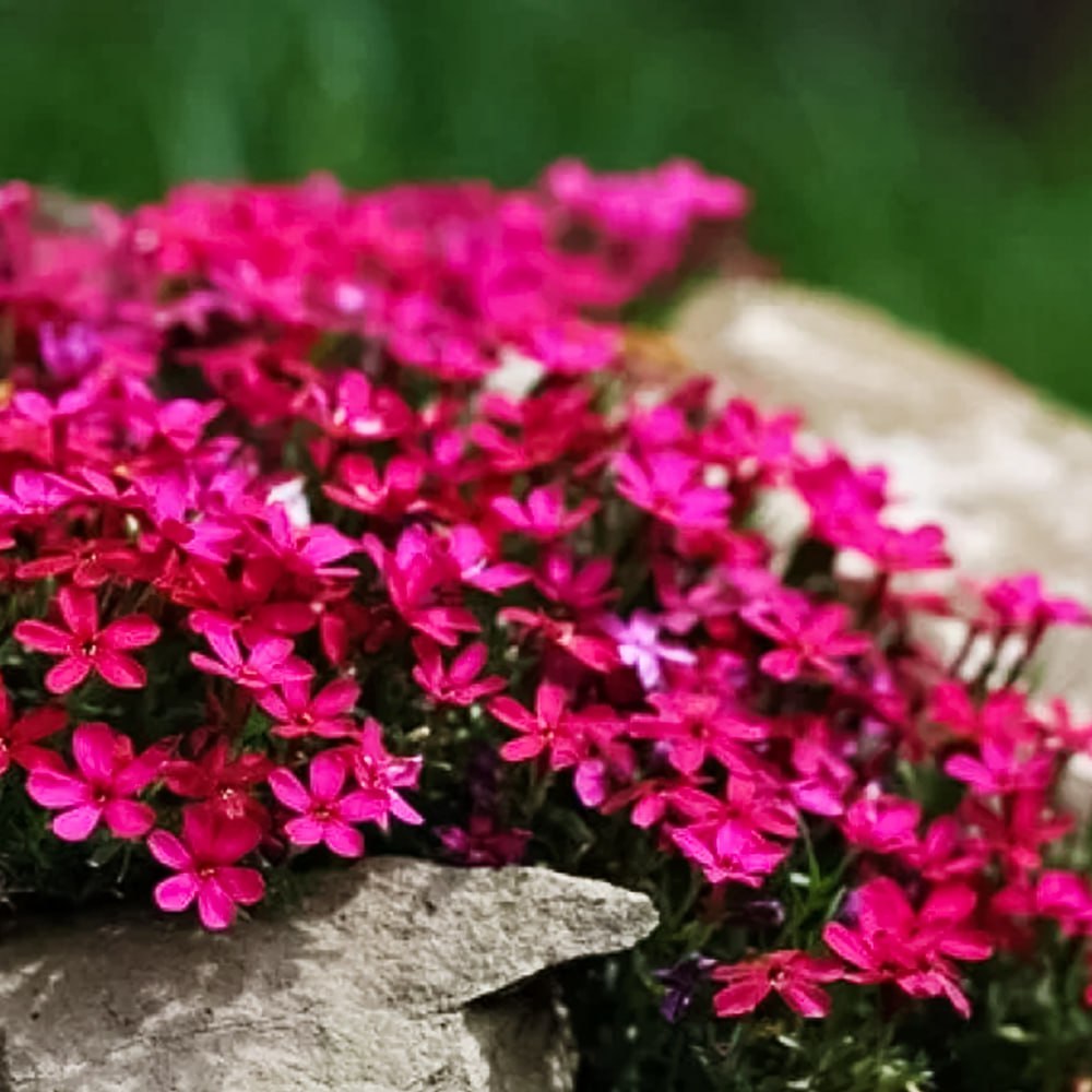 Флокс шиловидный Атропурпуреа