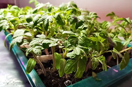 Почему рассада бледная и тонкая? Разбираем 3 главные причины