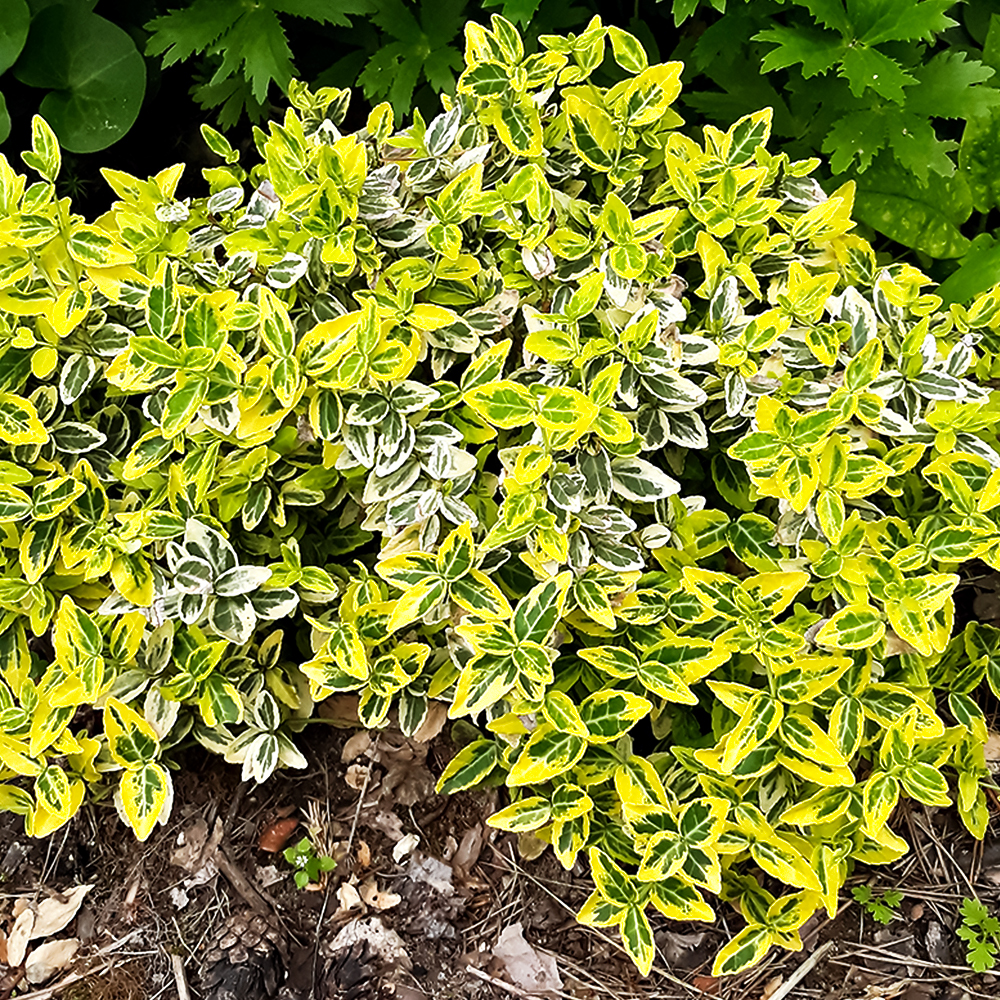 Бересклет Форчуна Эмеральд Голд № 1