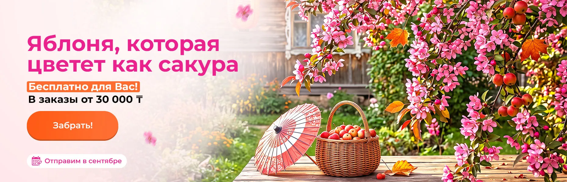 Яблоня, которая цветет как сакура! Бесплатно для Вас! В заказы от 30 000 тенге. Отправим в сентябре