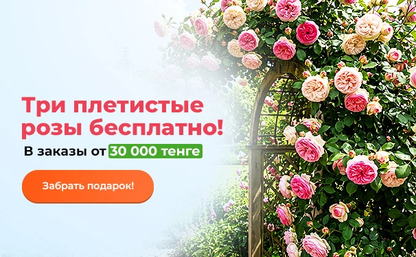 Три плетистые розы бесплатно! В заказы от 30 000 тенге