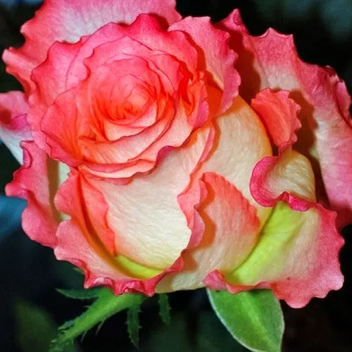 Роза чайно-гибридная Дуэт