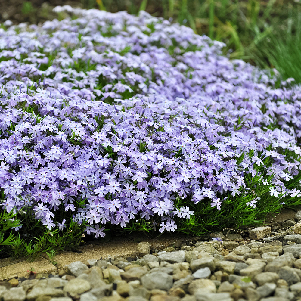 Флокс шиловидный Эмеральд Кьюшн Блю № 1