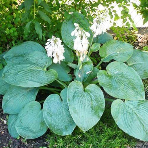 Хоста Элеганс № 1