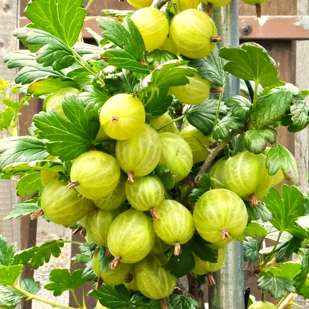 Крыжовник десертный Наш сахарный № 1