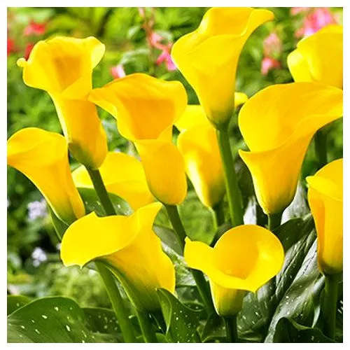 Калла Саншайн