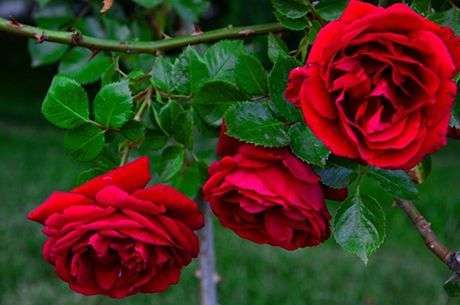 Готовим розы к зиме – 12 полезных советов для начинающих цветоводов