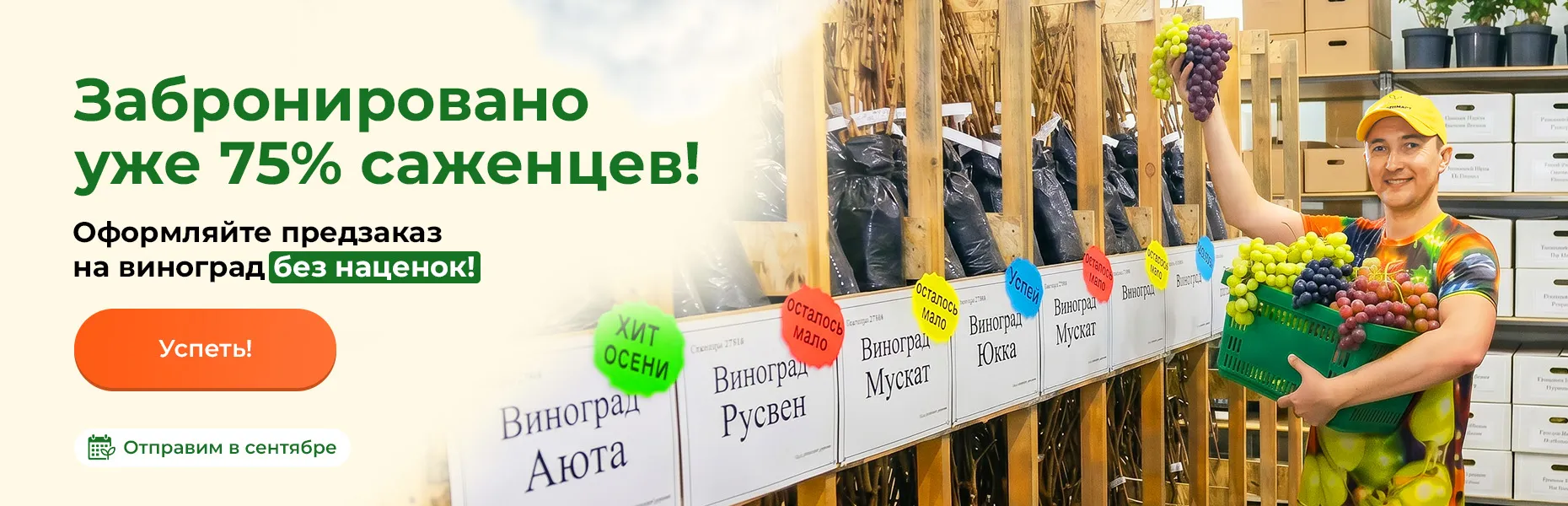 Забронировано уже 75% саженцев! Оформляйте предзаказ на виноград без наценок! Отправим в сентябре