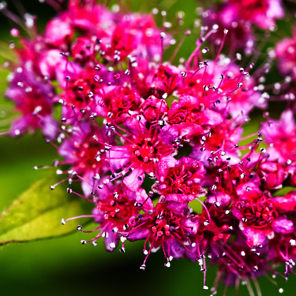 Спирея японская Дартс Ред № 1