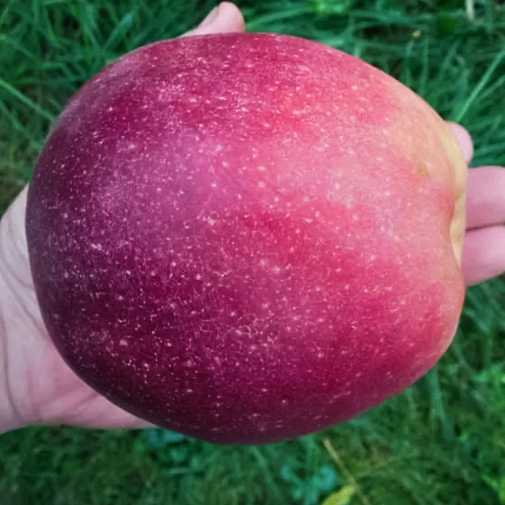 Яблоня карликовая с гигантскими плодами Граф Эззо № 1