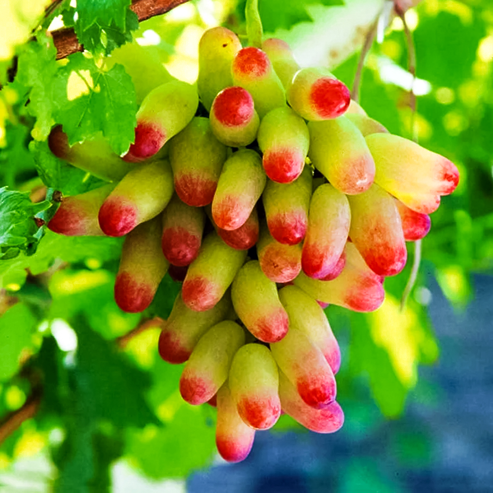 Виноград Бени Пузителло (Новый Маникюр Фингер) № 1