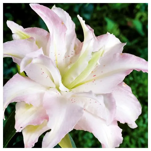 Лилия восточная махровая Мисс Люси