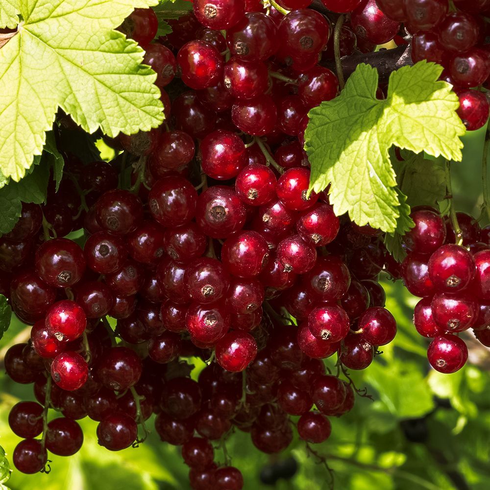 Смородина красная ультраморозостойкая Алтайская рубиновая № 1