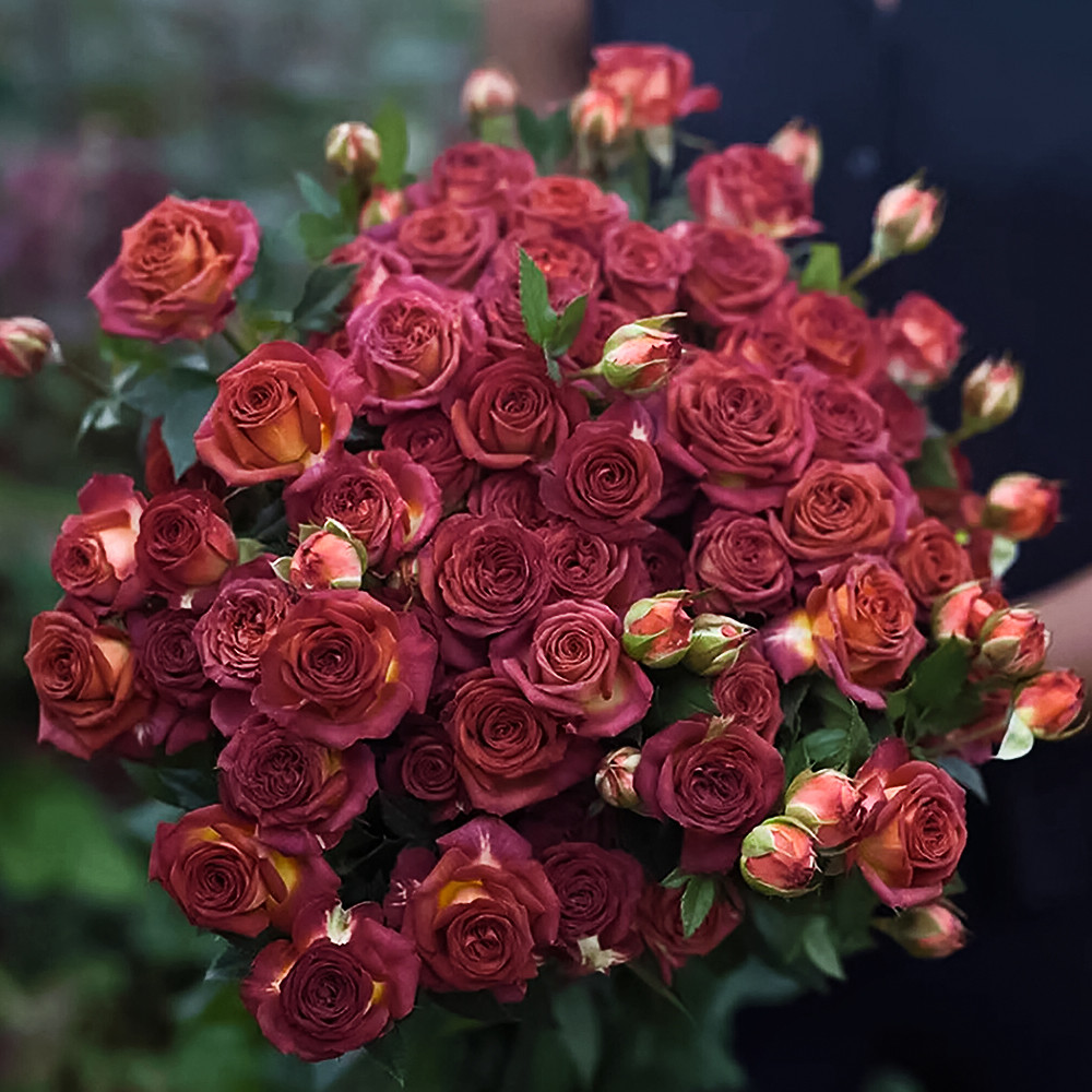 Роза спрей малошипная Шоколад Баблз № 1