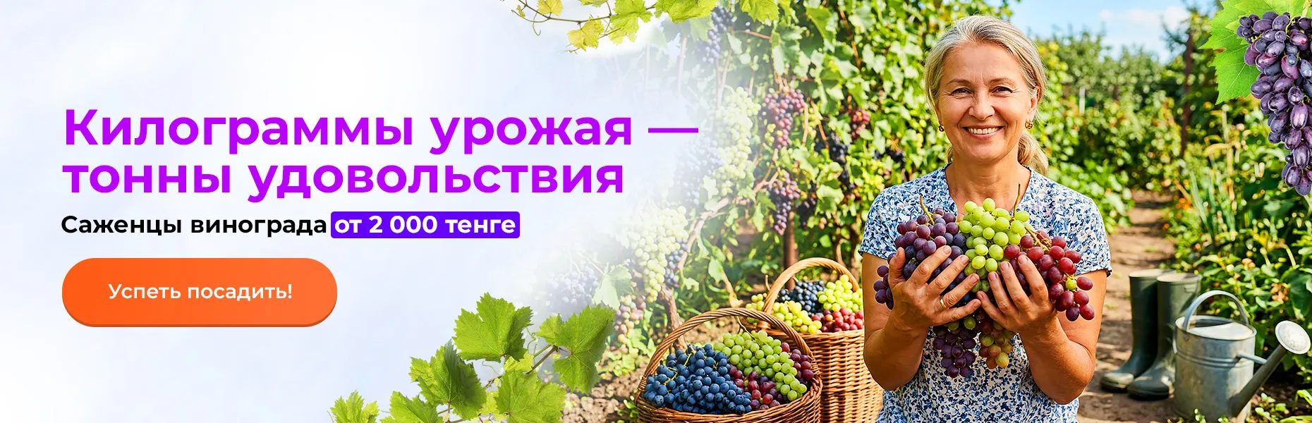 Килограммы урожая — тонны удовольствия! Саженцы винограда от 2 000 тенге