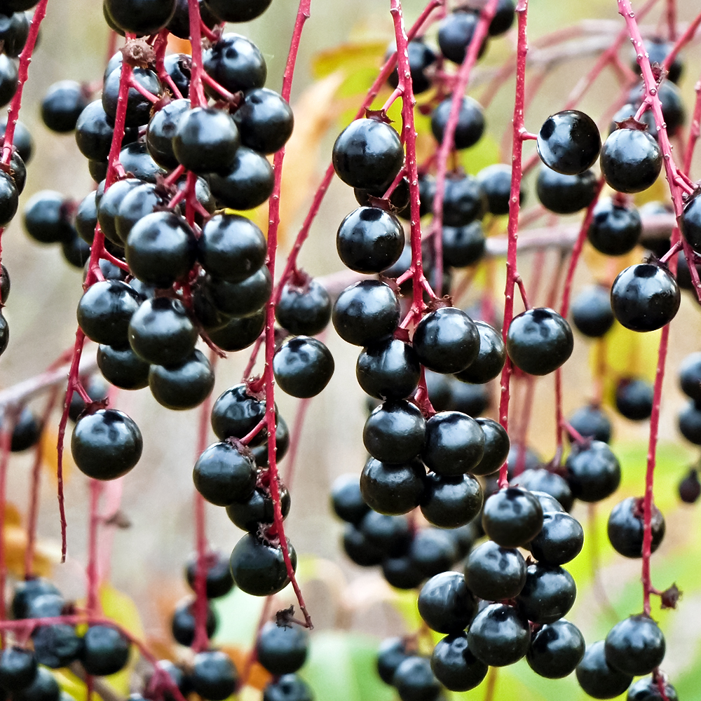 Черемуха сибирская Самоплодная № 1