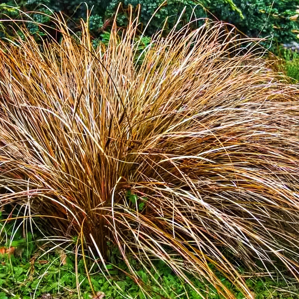 Осока петри Милк Чоколейт № 1