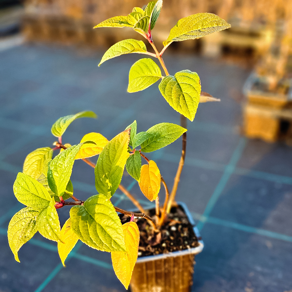 Гортензия метельчатая Сандей Фрайз