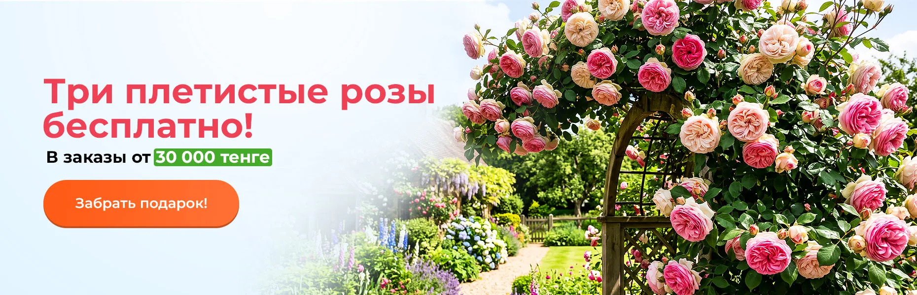 Три плетистые розы бесплатно! В заказы от 30 000 тенге
