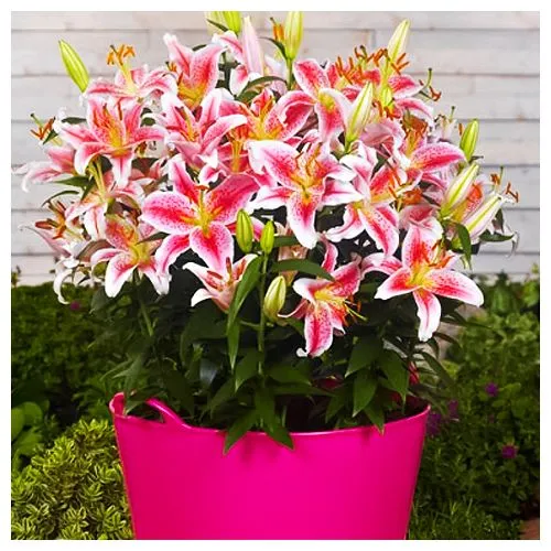 Лилия восточная Старгейзер