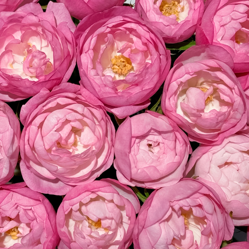 Роза флорибунда с ароматом клубничного мороженого Стробери Макарон