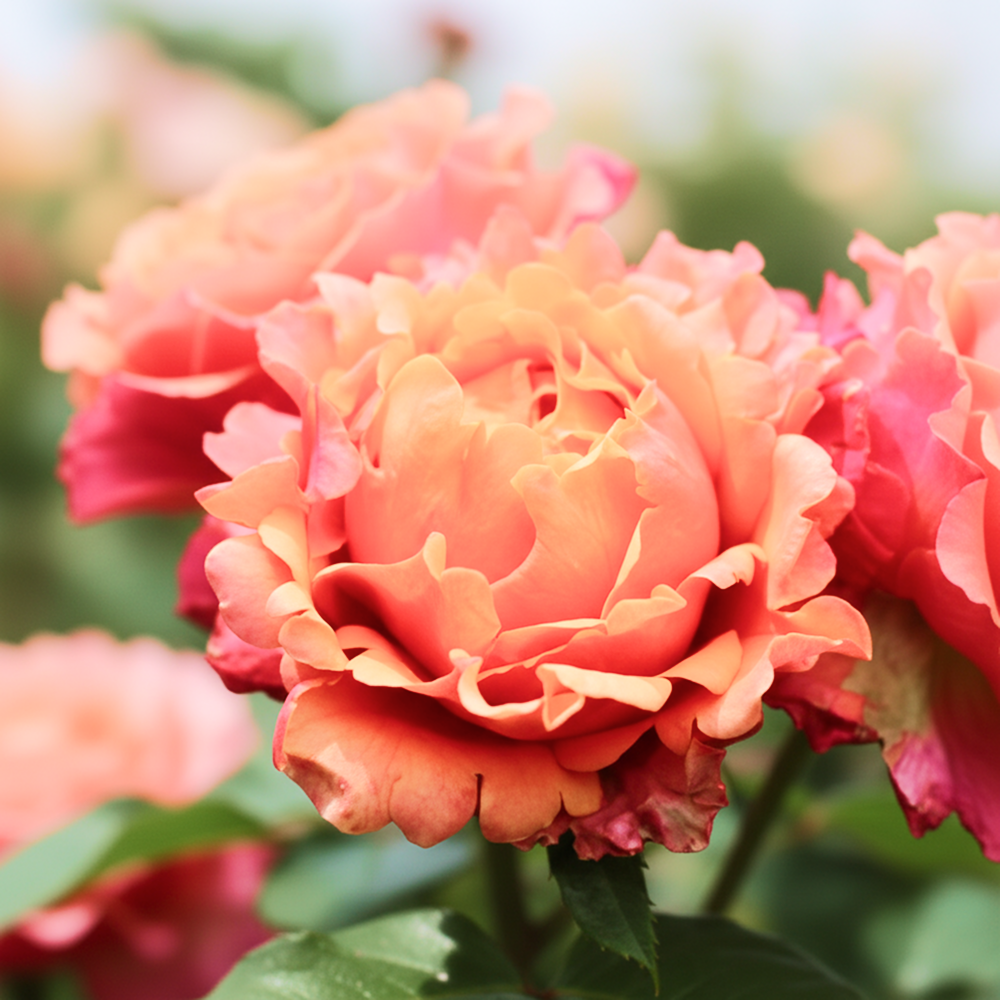 Роза флорибунда хамелеон Изи Даз Ит № 1