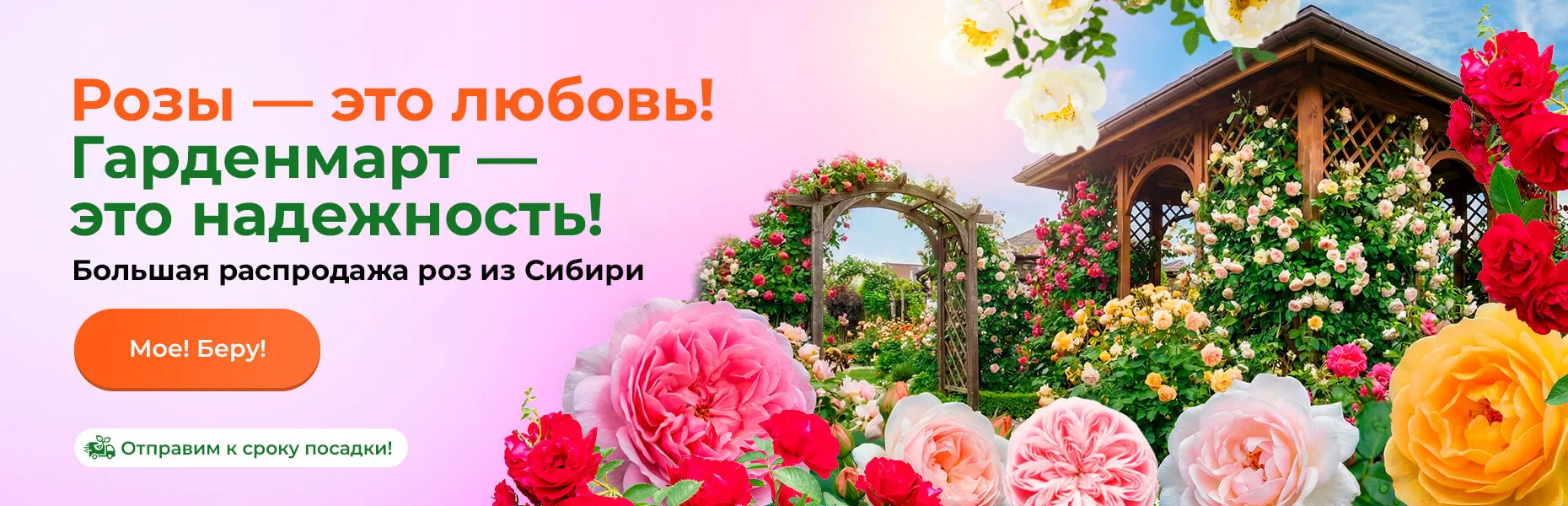 Розы — это любовь! Гарденмарт — это надежность! Большая распродажа роз из Сибири. Отправим к сроку посадки!