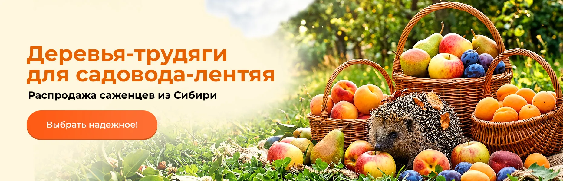 Деревья-трудяги для садовода-лентяя! Распродажа саженцев из Сибири